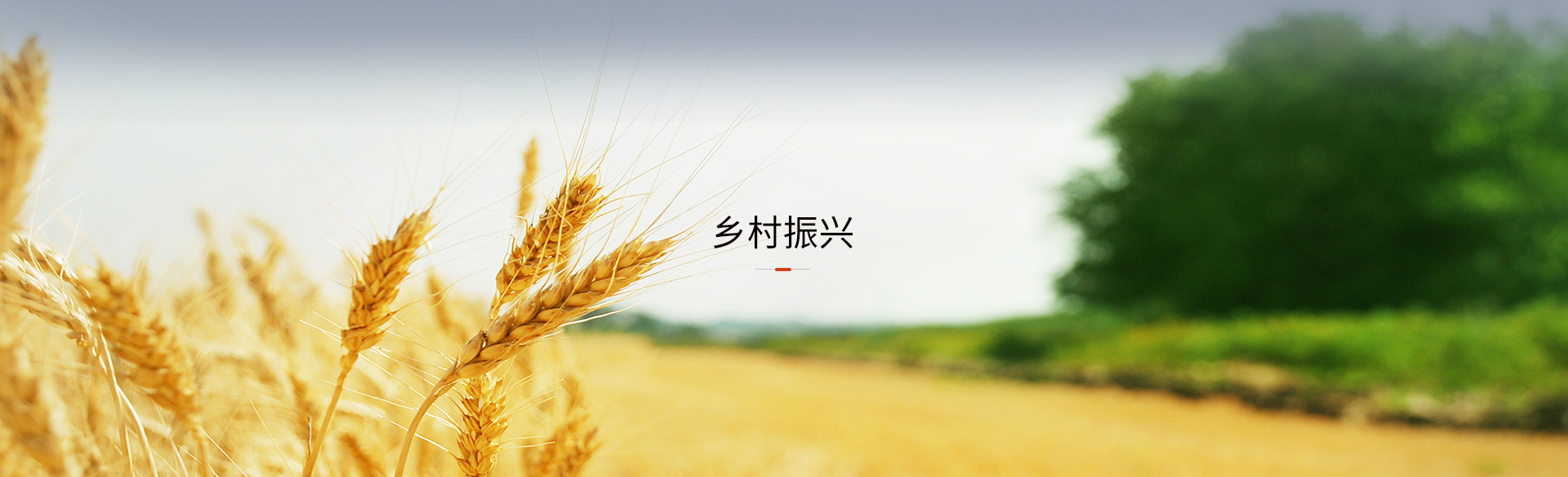 鄉(xiāng)村振興